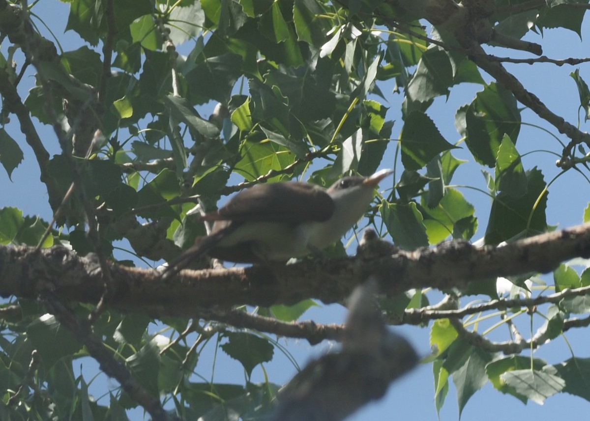 Yellow-billed Cuckoo - ML645030141