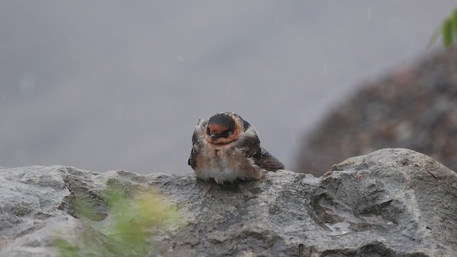 Cave Swallow (Texas) - ML645030152
