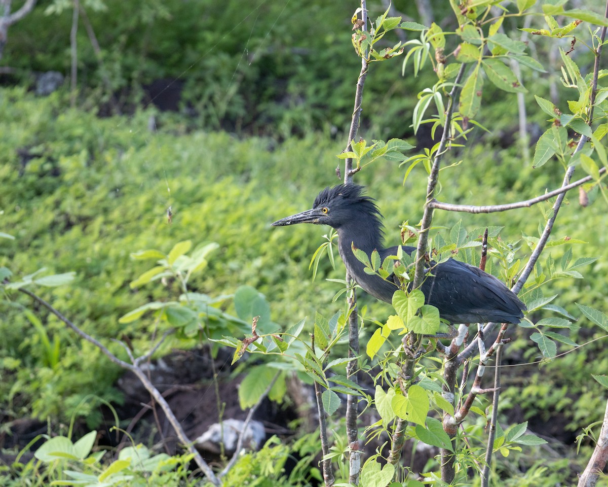 Lava Heron - ML645030155
