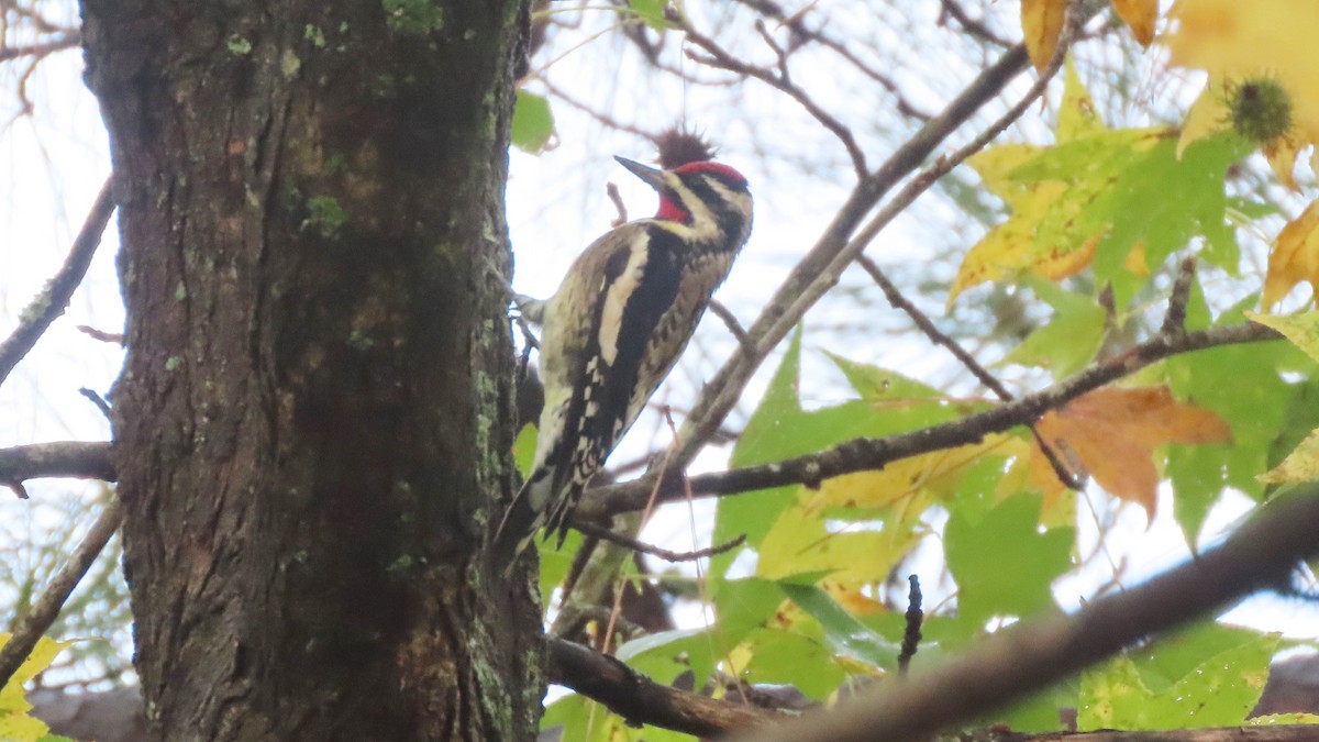 Yellow-bellied Sapsucker - ML645030160