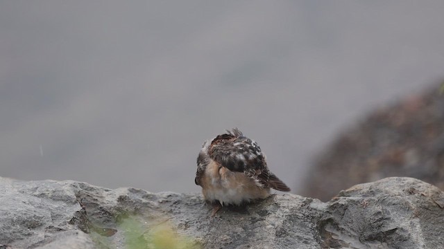 Cave Swallow (Texas) - ML645030161