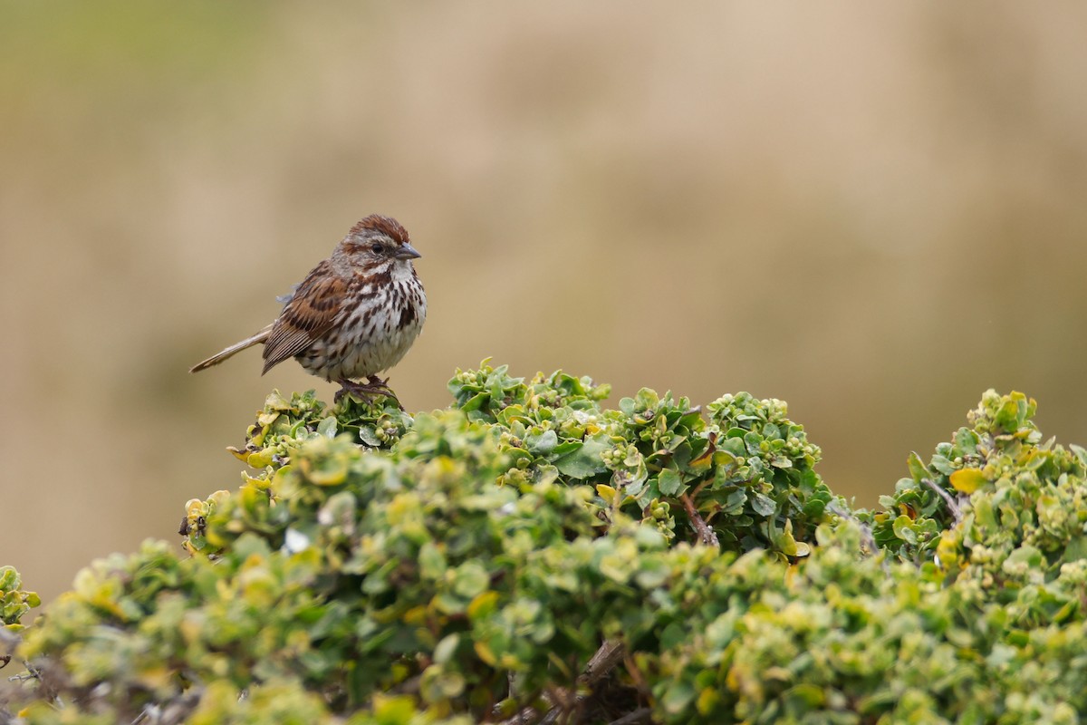 Song Sparrow - ML645030165