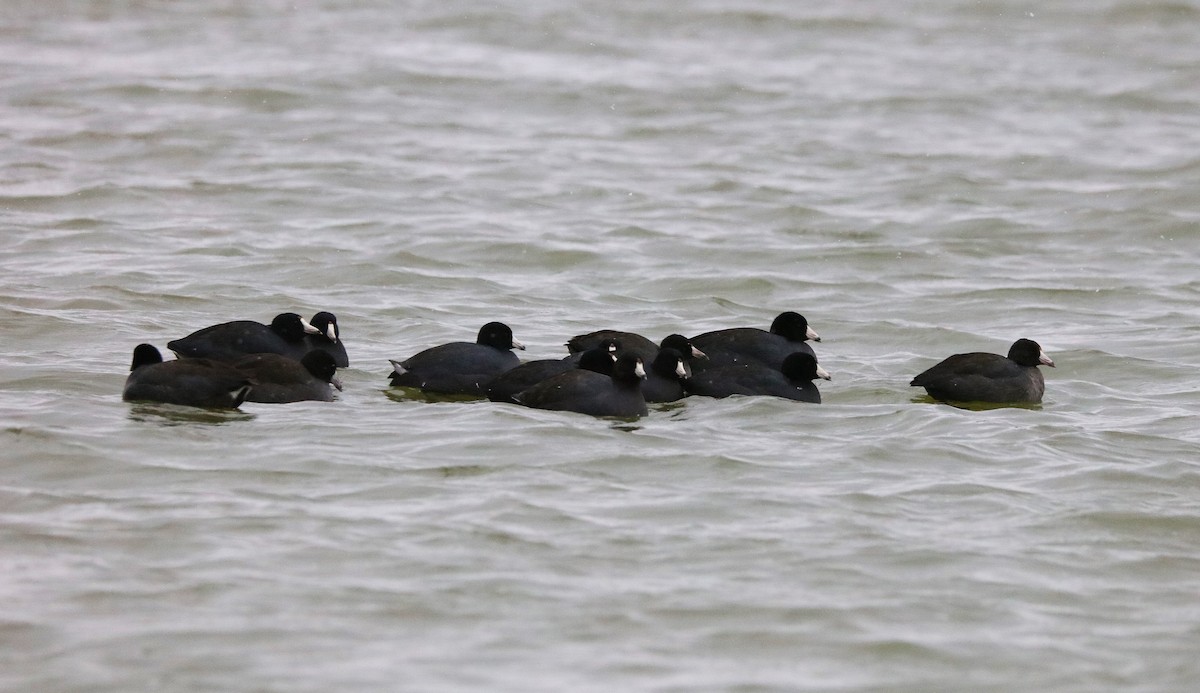 American Coot - ML645030170