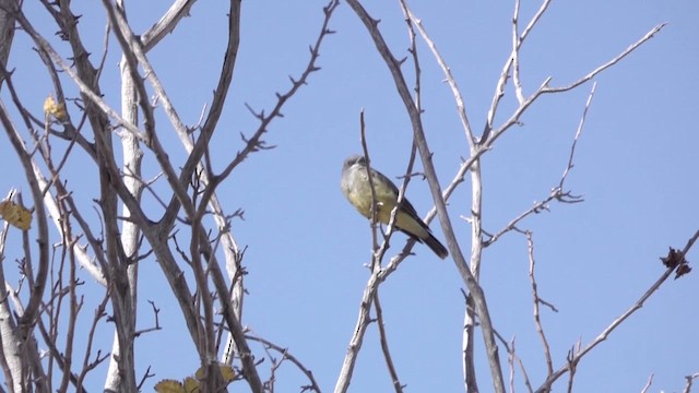 Cassin's Kingbird - ML645030178