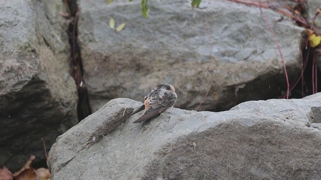 Cave Swallow (Texas) - ML645030183