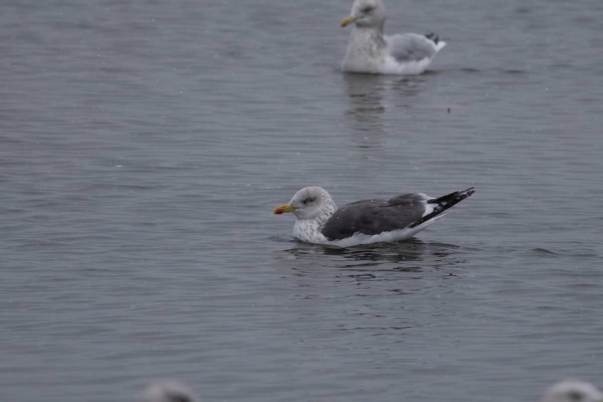 Lesser Black-backed Gull - ML645030184