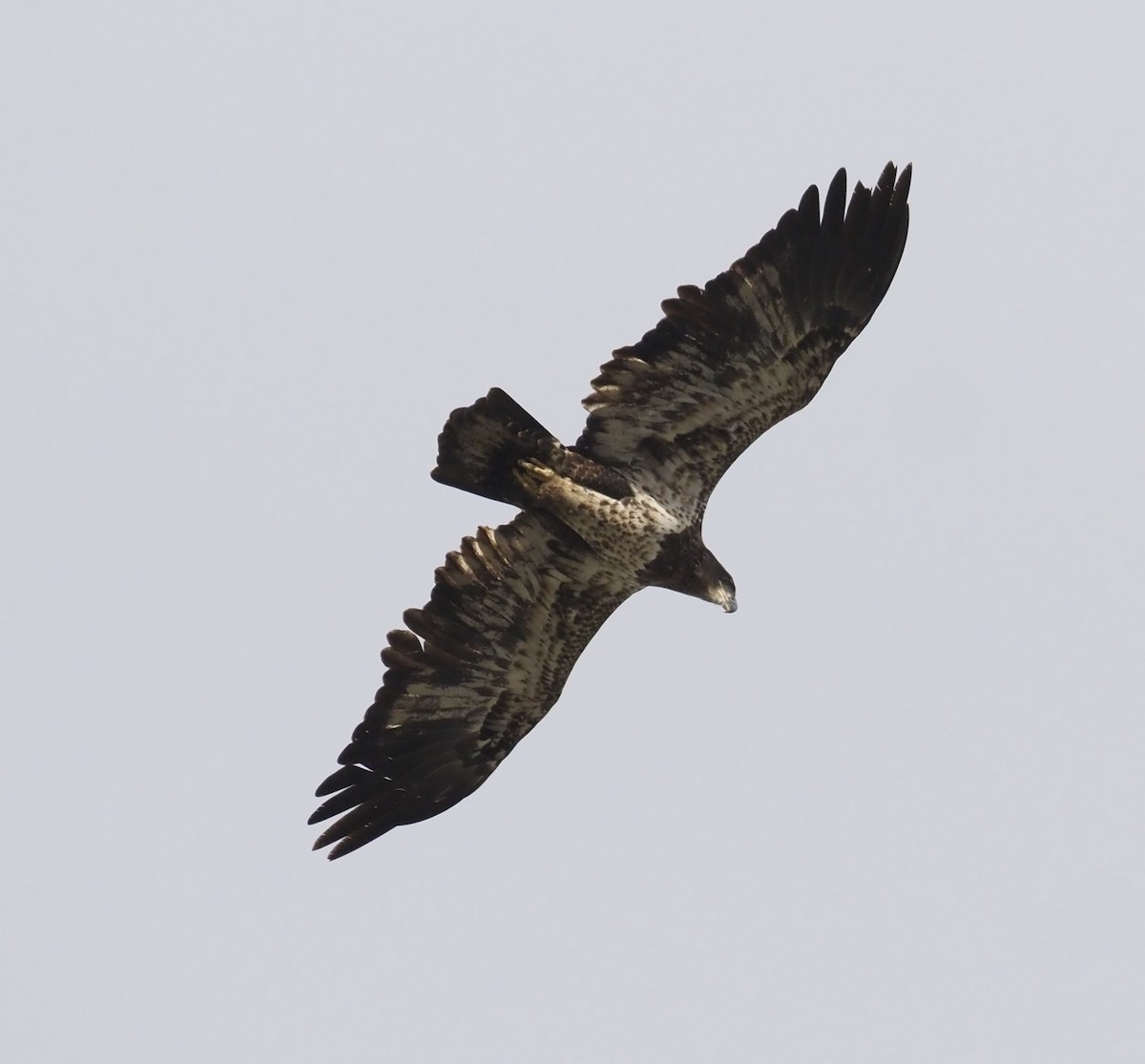 Weißkopf-Seeadler - ML645030187