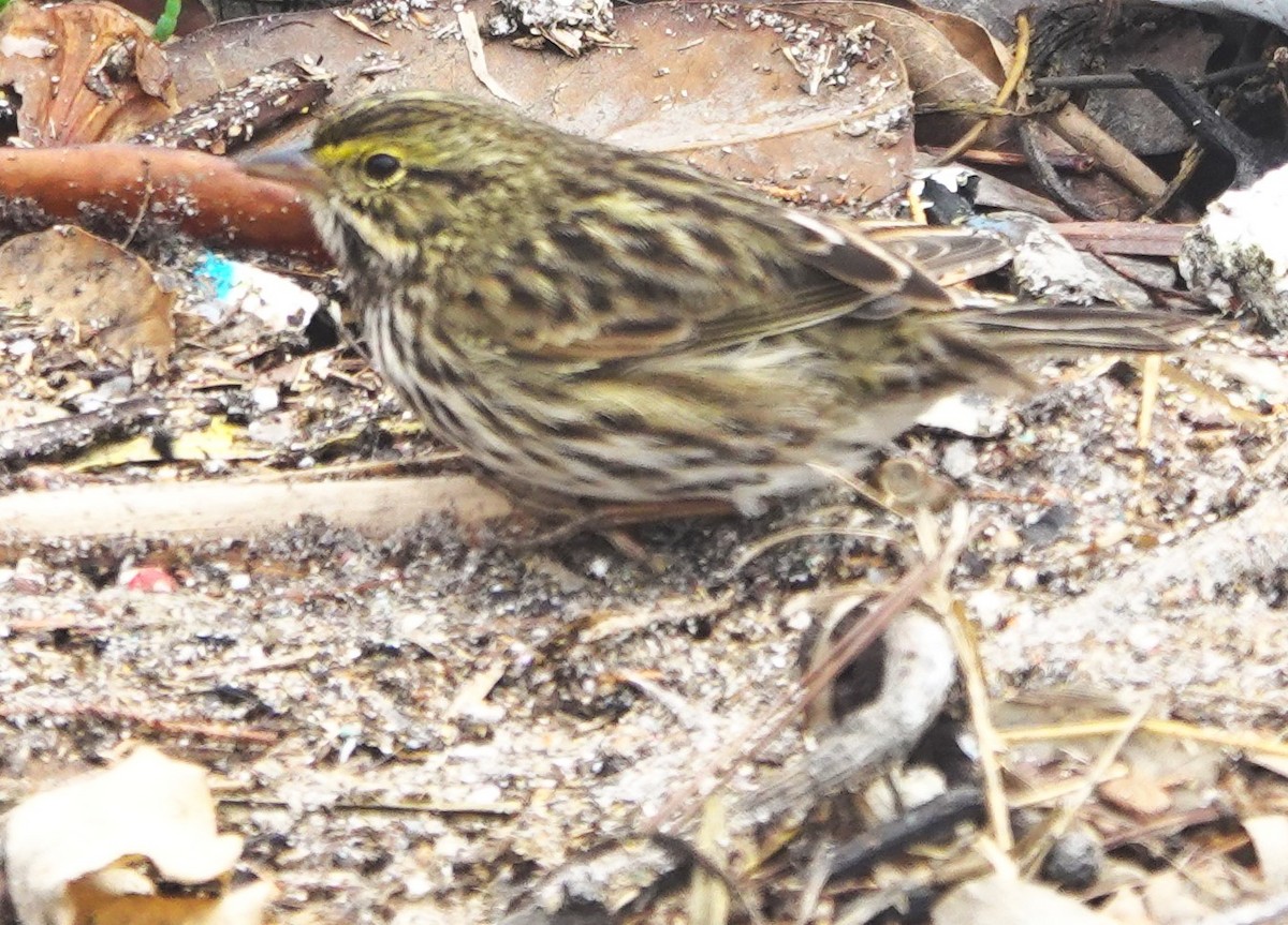 Savannah Serçesi [guttatus grubu] - ML645030191