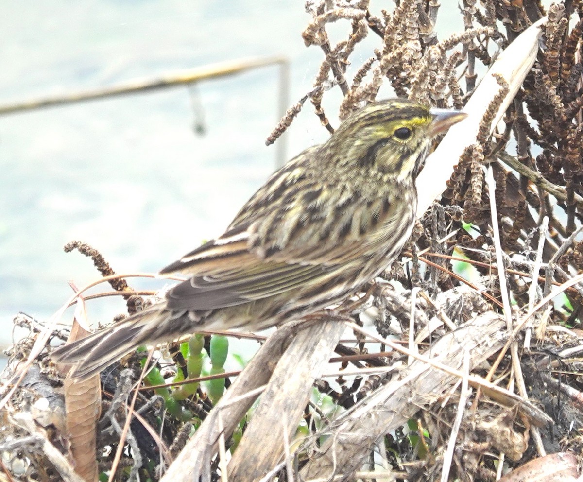 Savannah Serçesi [guttatus grubu] - ML645030192