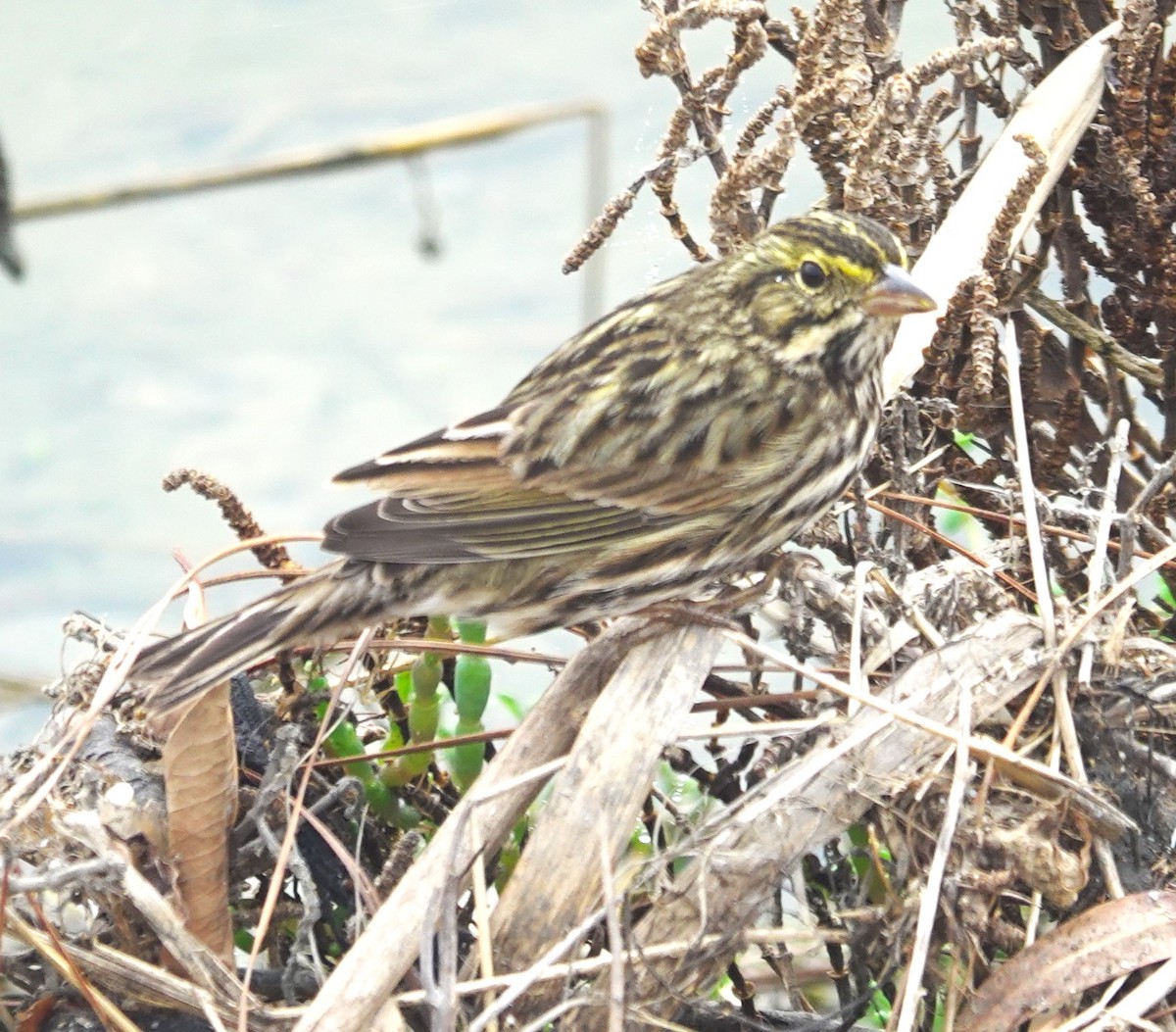 Savannah Serçesi [guttatus grubu] - ML645030193