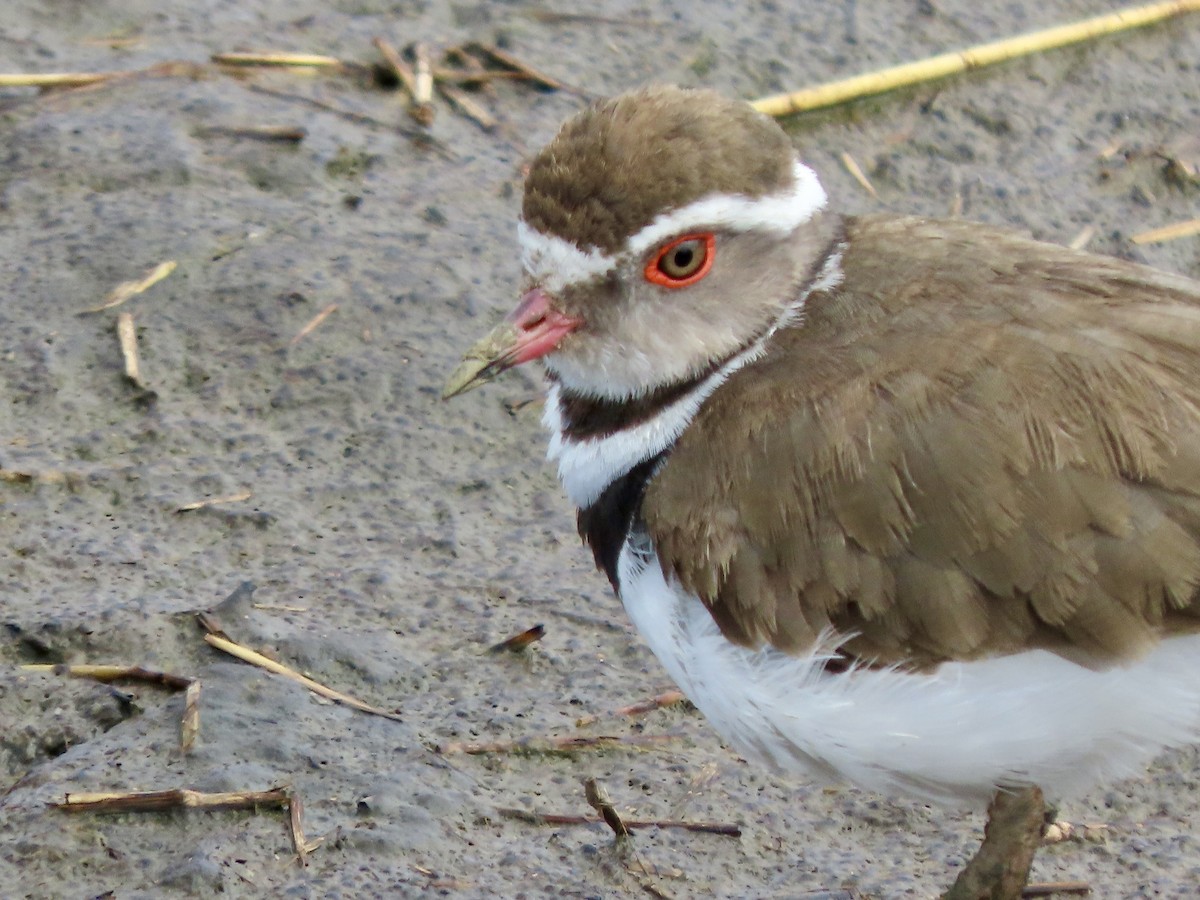 Three-banded Plover - ML645030194
