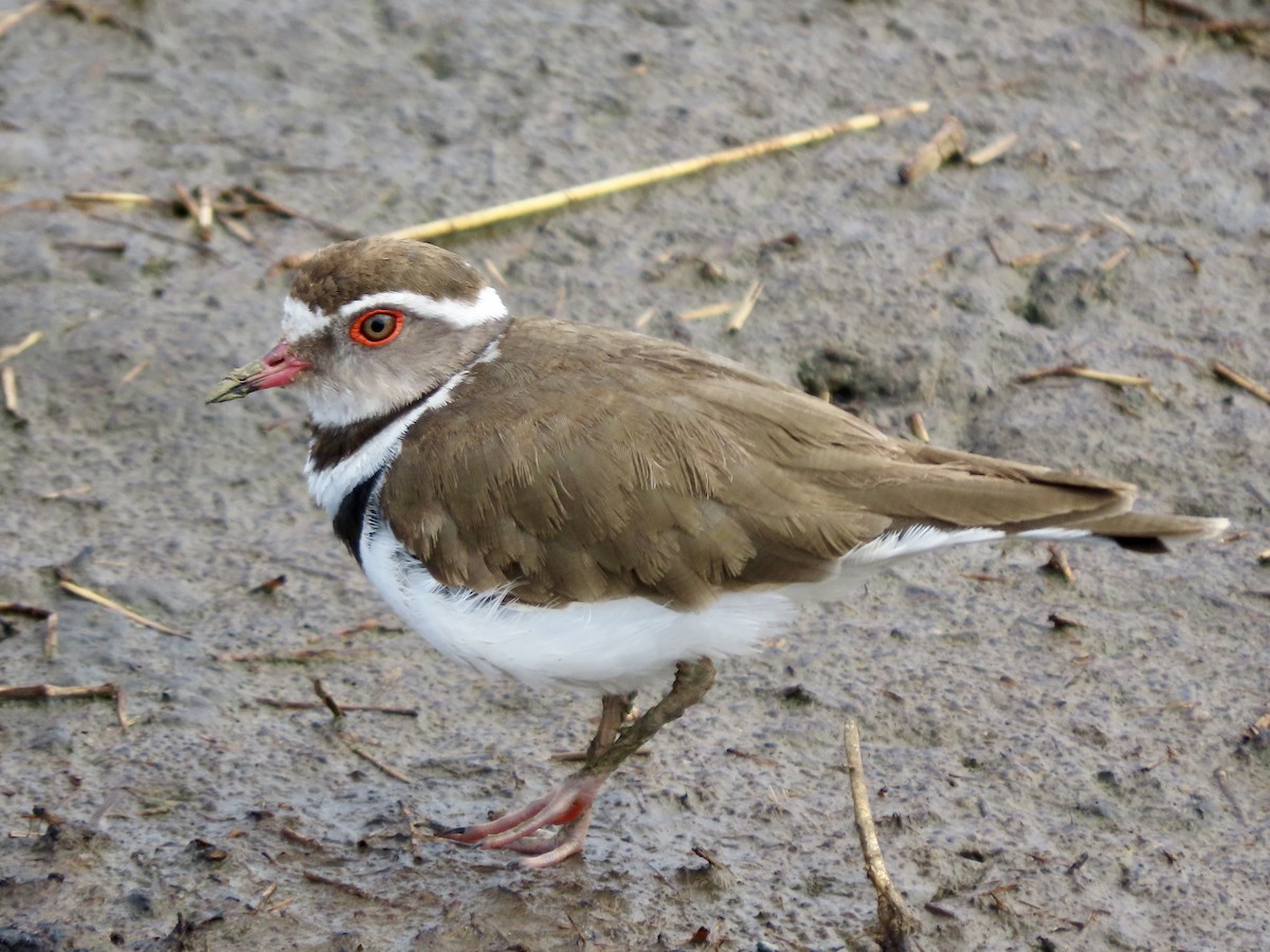 Three-banded Plover - ML645030195