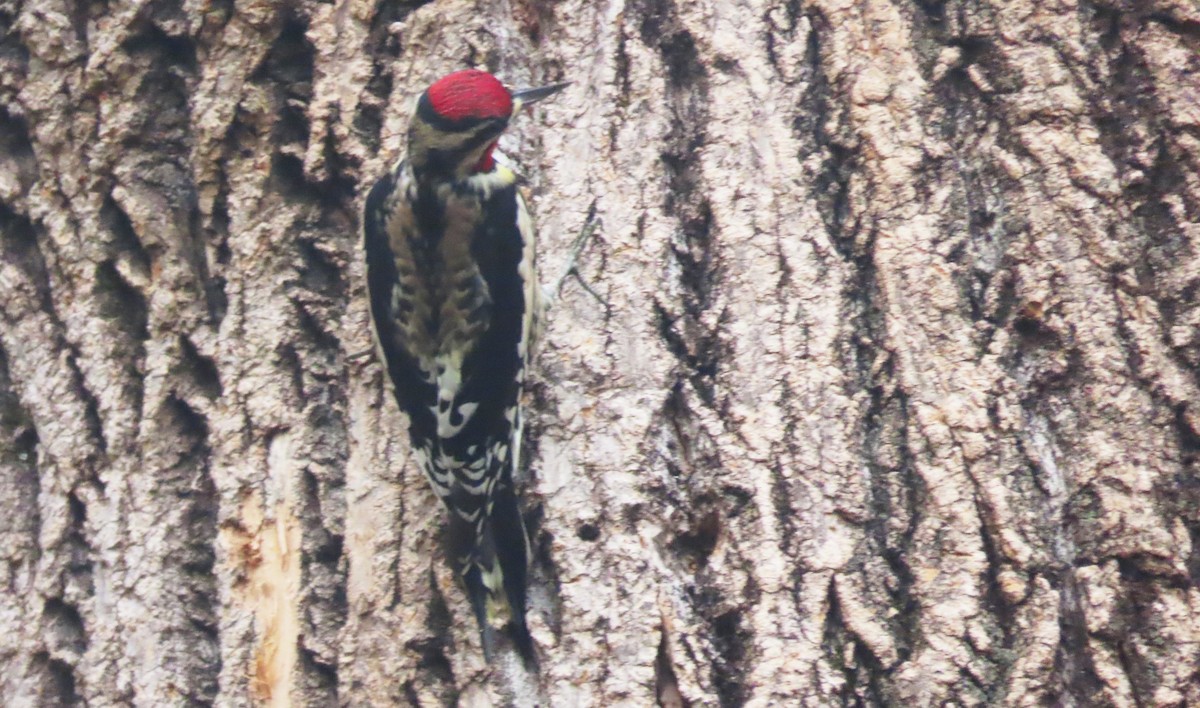 Yellow-bellied Sapsucker - ML645030196