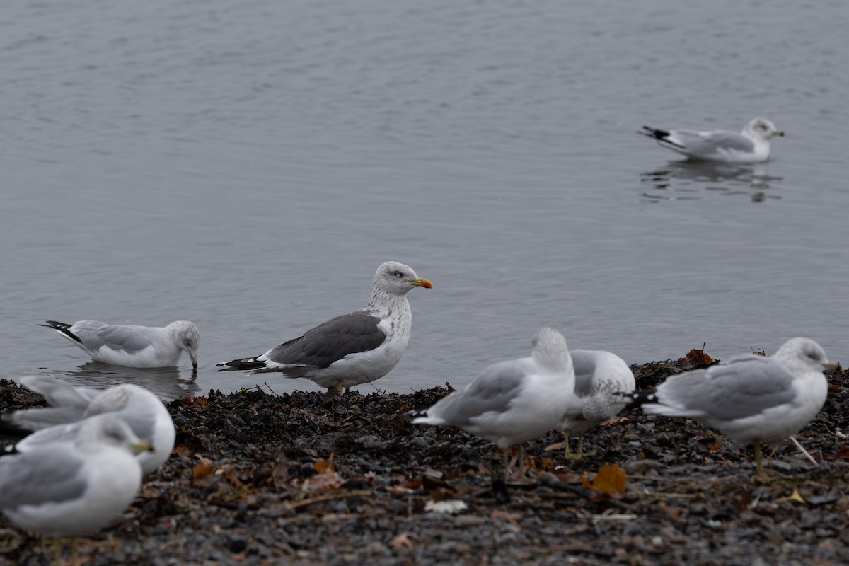 Lesser Black-backed Gull - ML645030197