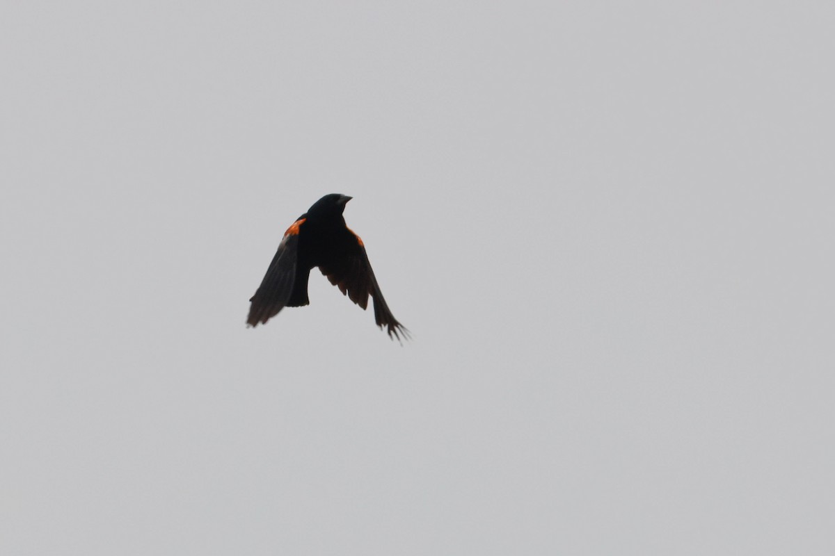 Tricolored Blackbird - ML645030203