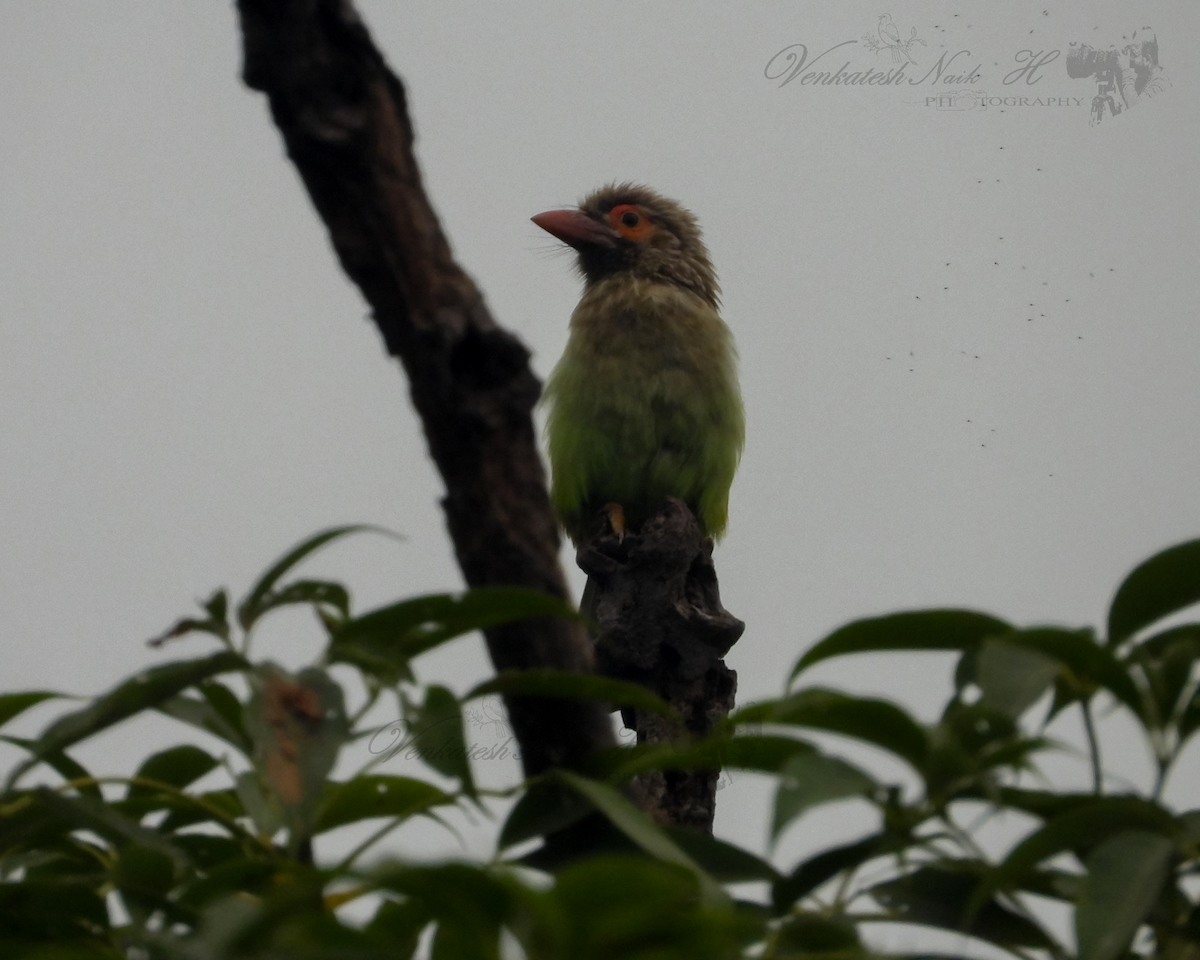 Brown-headed Barbet - ML645030204