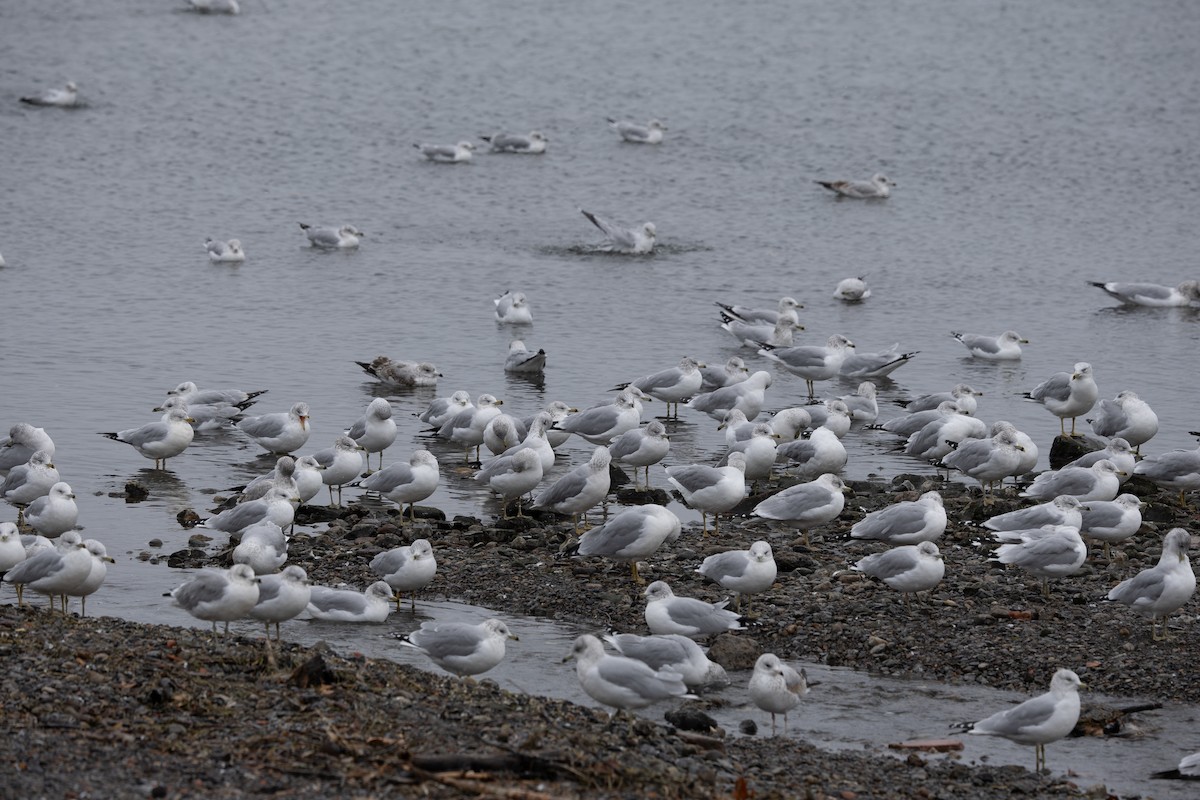 Ring-billed Gull - ML645030210