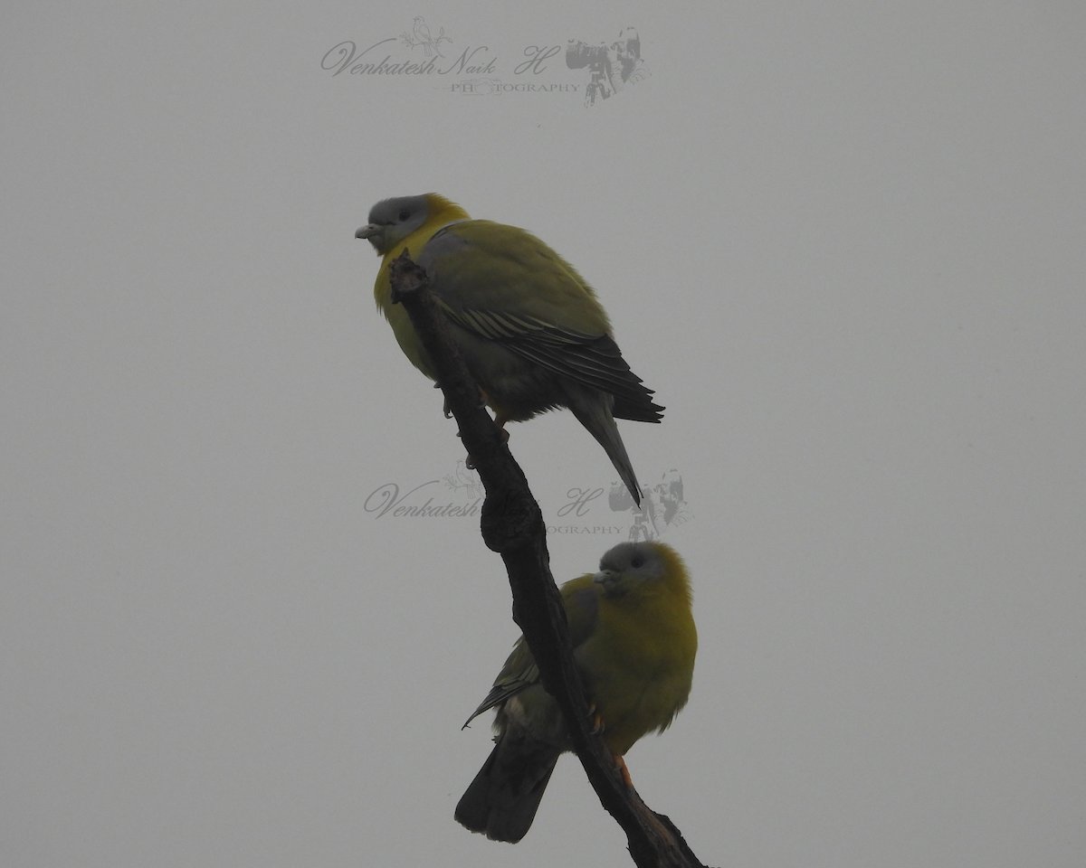 Yellow-footed Green-Pigeon - ML645030227
