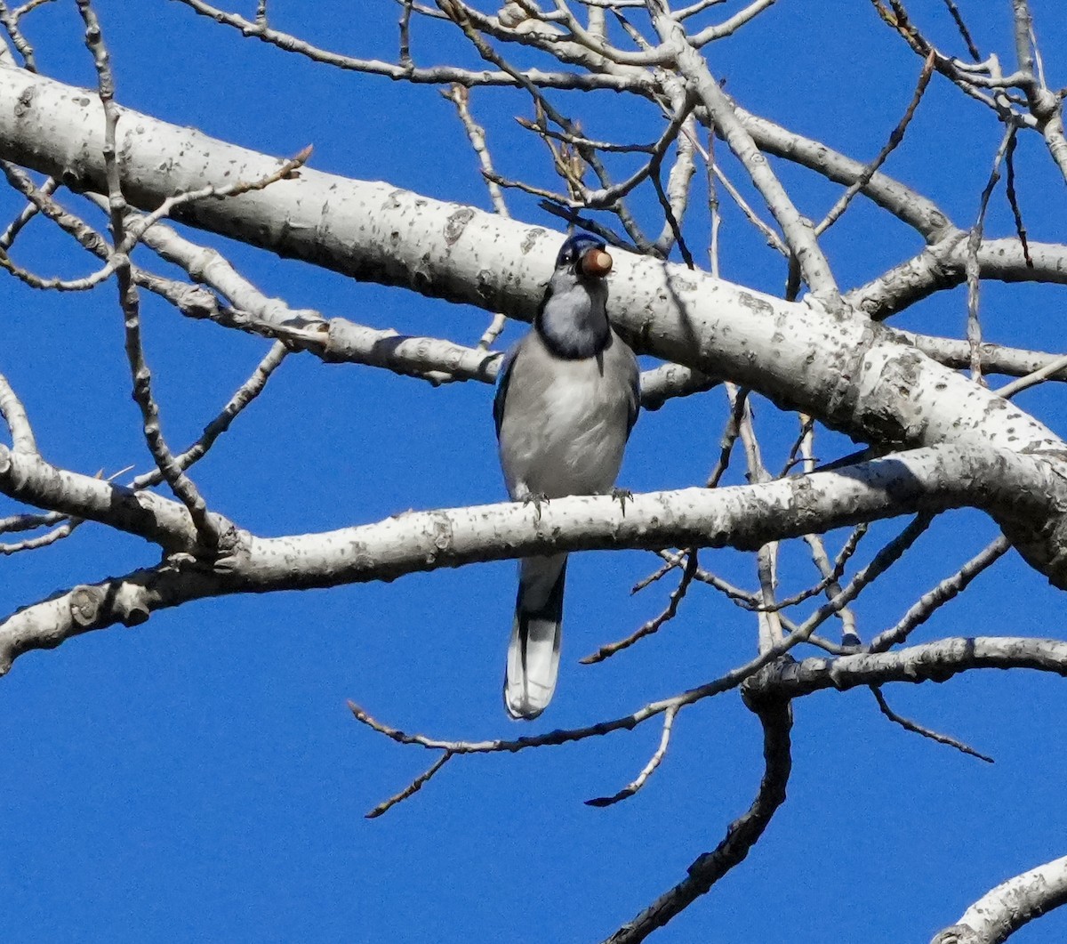 Geai bleu - ML645030243