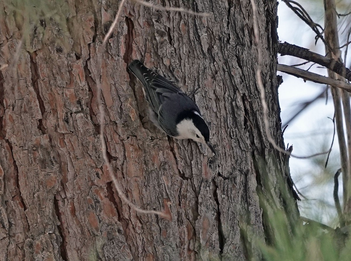 brhlík běloprsý - ML645030245