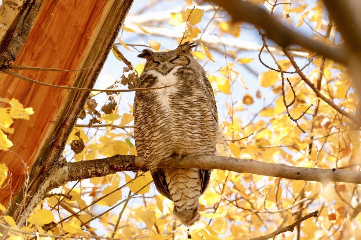 Great Horned Owl - ML645030259