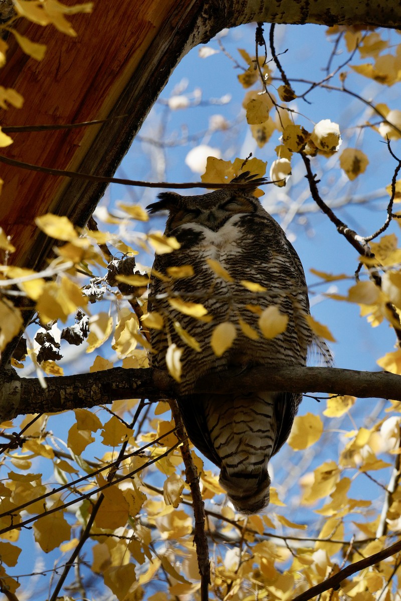 Great Horned Owl - ML645030260
