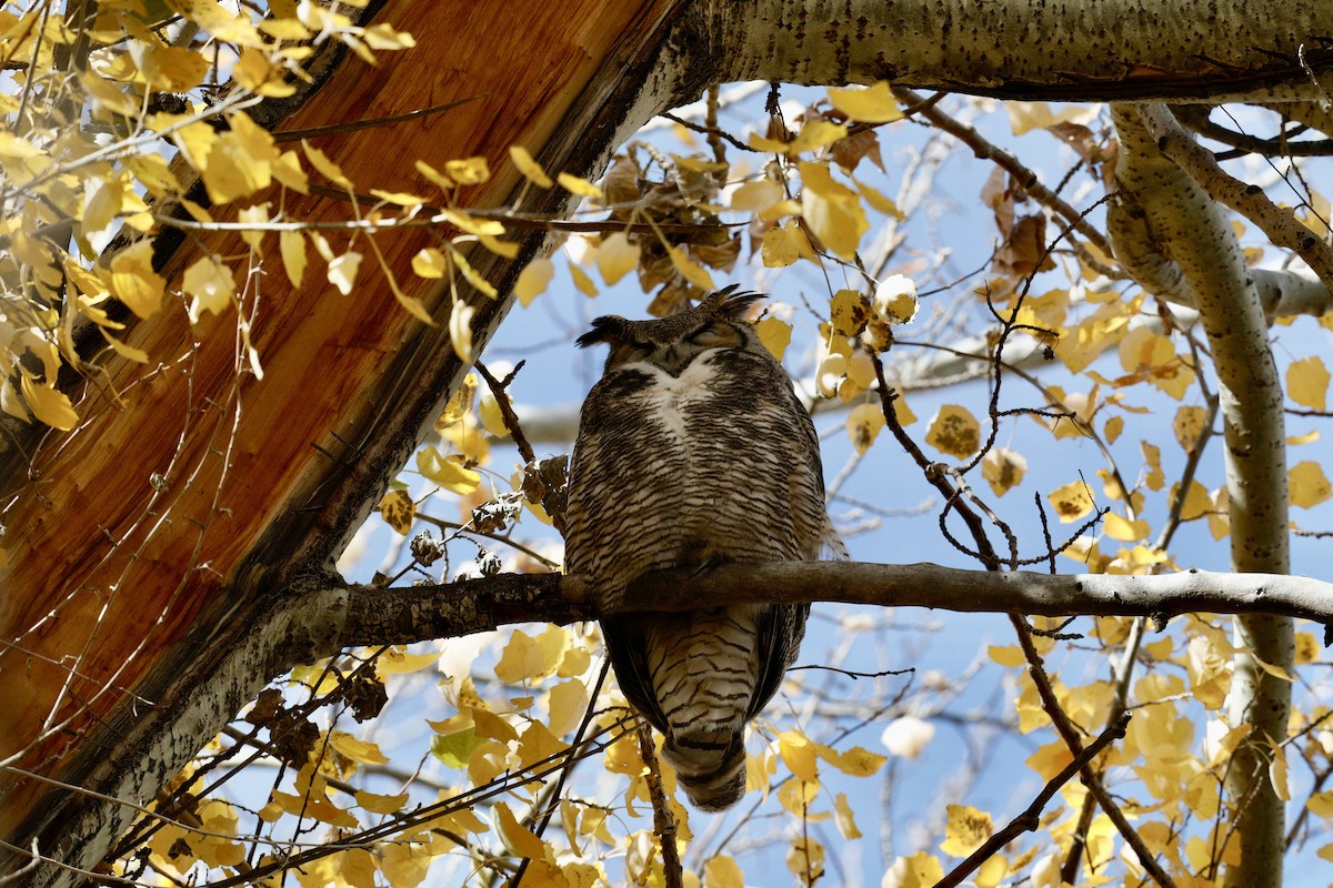 Great Horned Owl - ML645030261