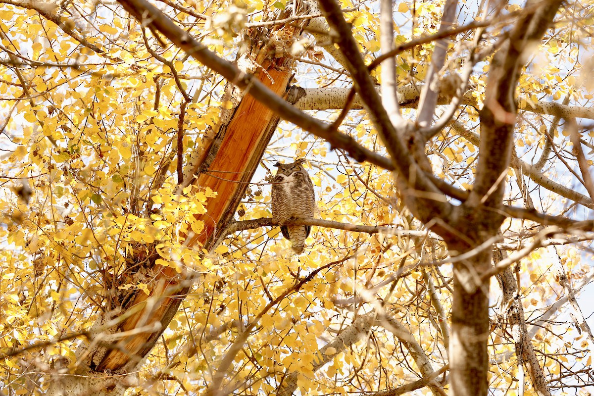 Great Horned Owl - ML645030262