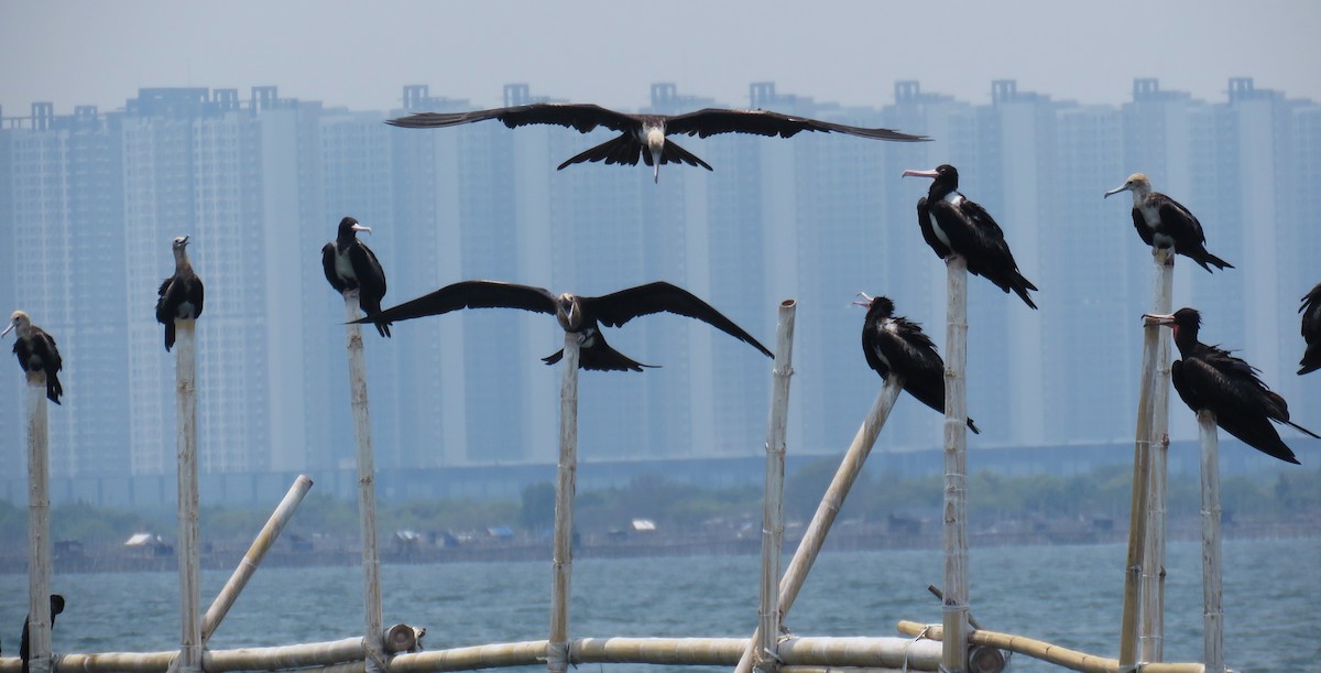 Christmas Island Frigatebird - ML645030263