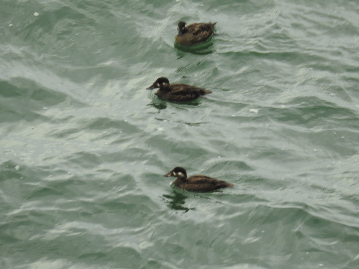 Macreuse à front blanc - ML645030264