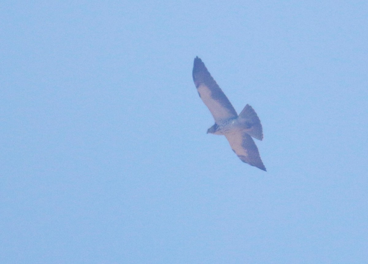 Свенсонов канюк - ML645030266