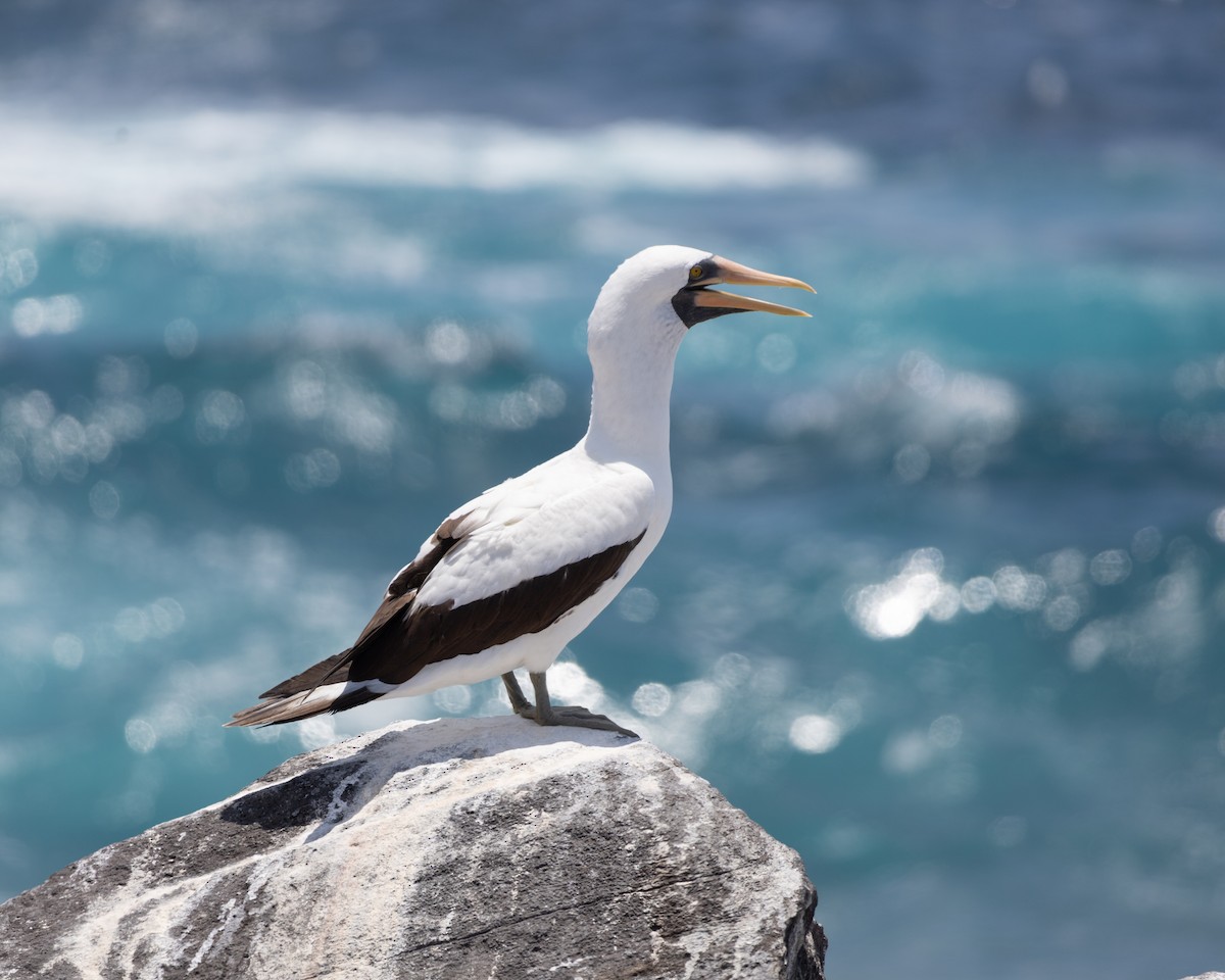 Nazca Booby - ML645030278
