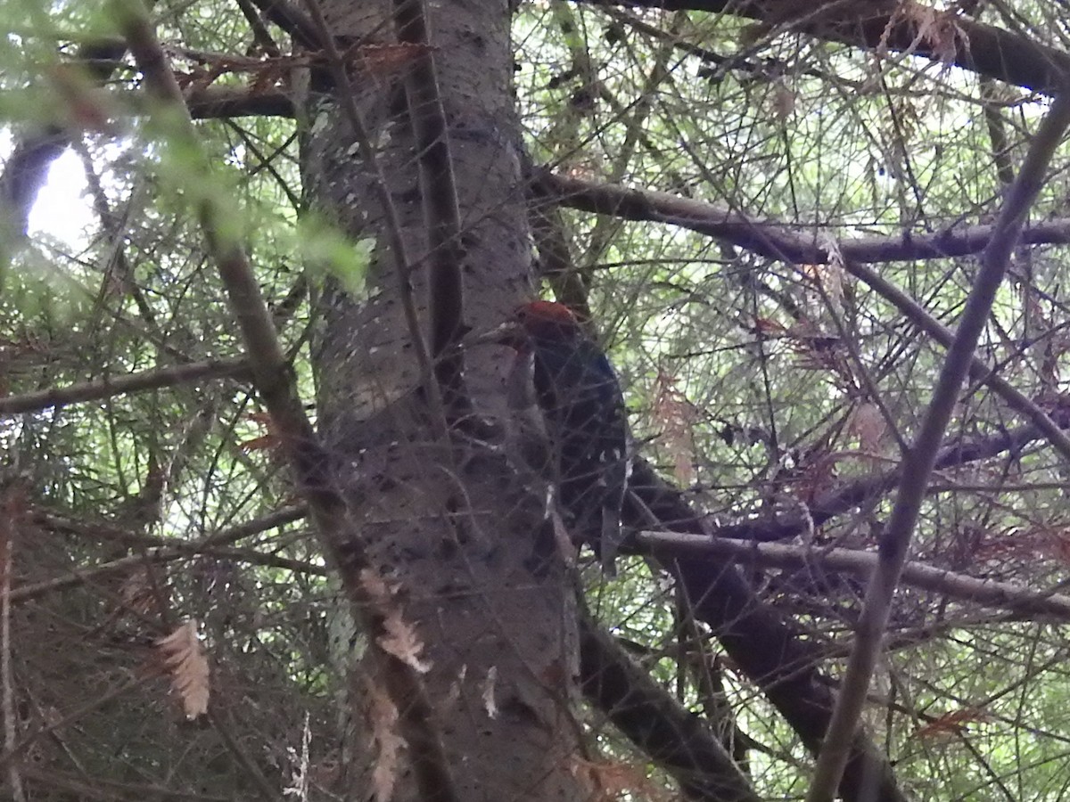 Pic à poitrine rouge - ML645030281