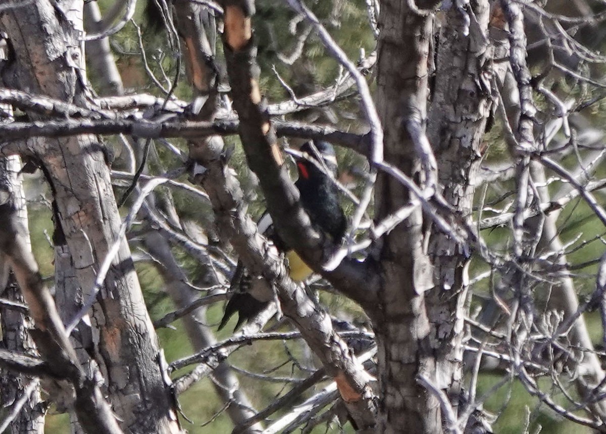 datel červenobradý - ML645030287