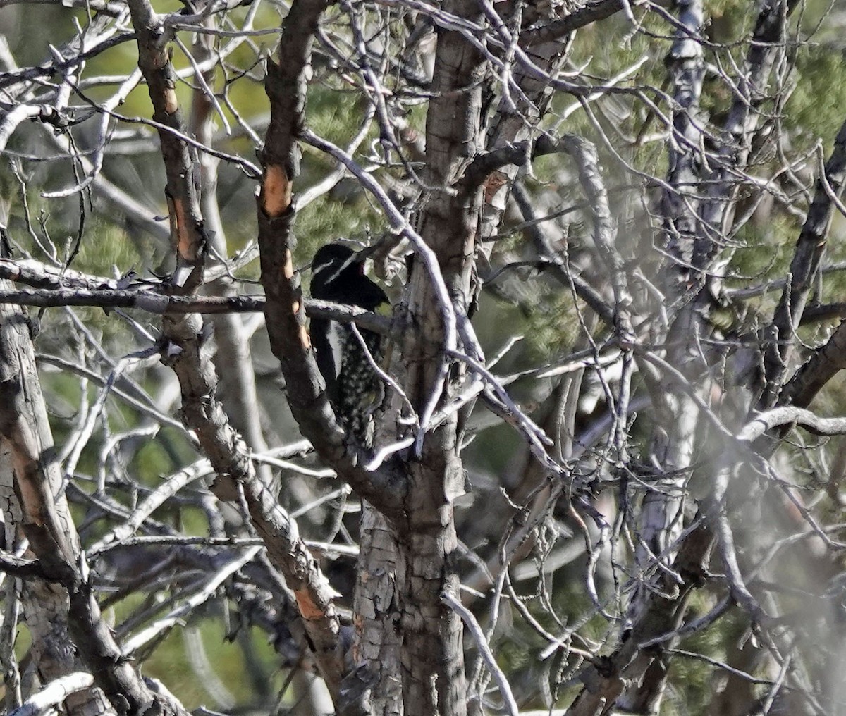 datel červenobradý - ML645030288