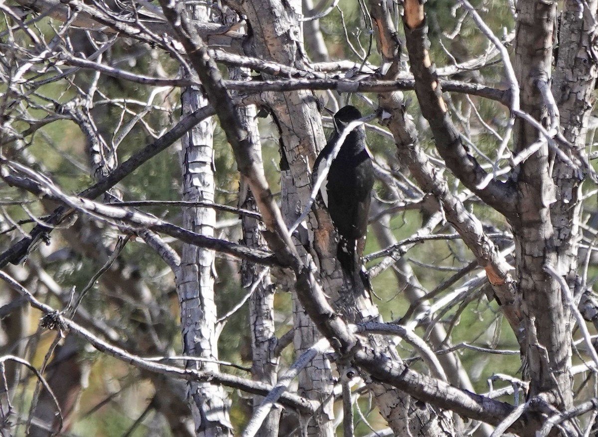 datel červenobradý - ML645030289