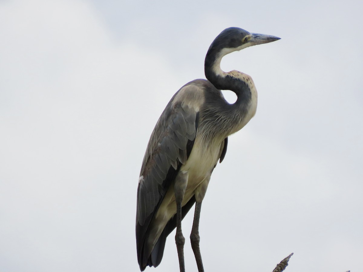 Héron mélanocéphale - ML645030290