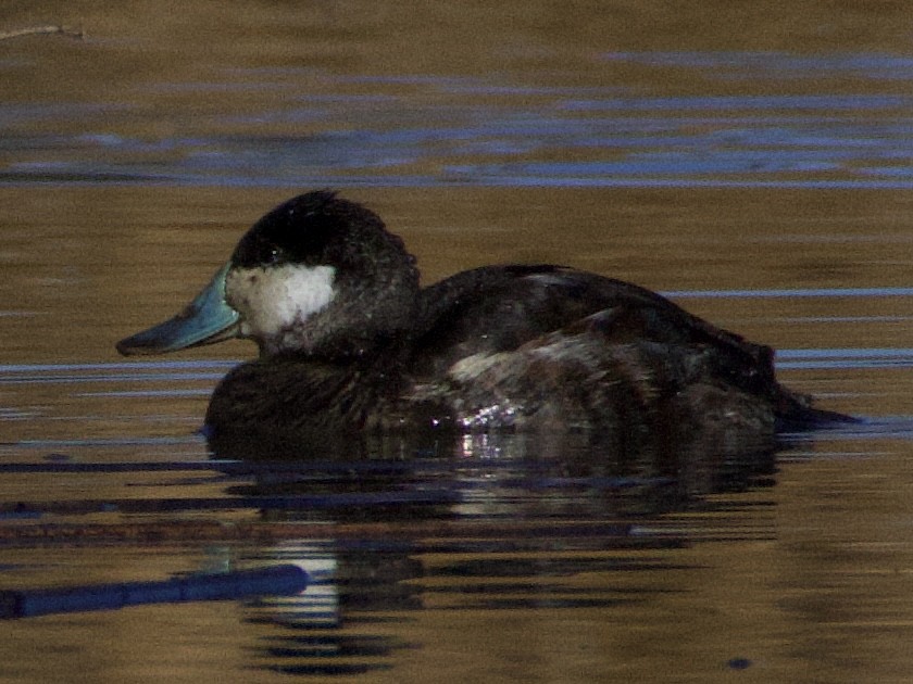 Schwarzkopf-Ruderente - ML645030310