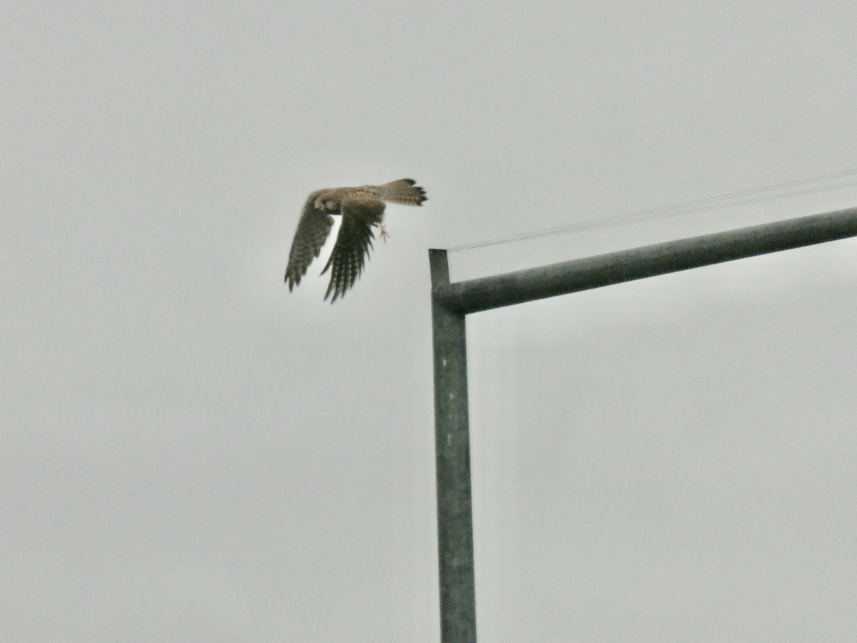 Eurasian Kestrel - ML645030312