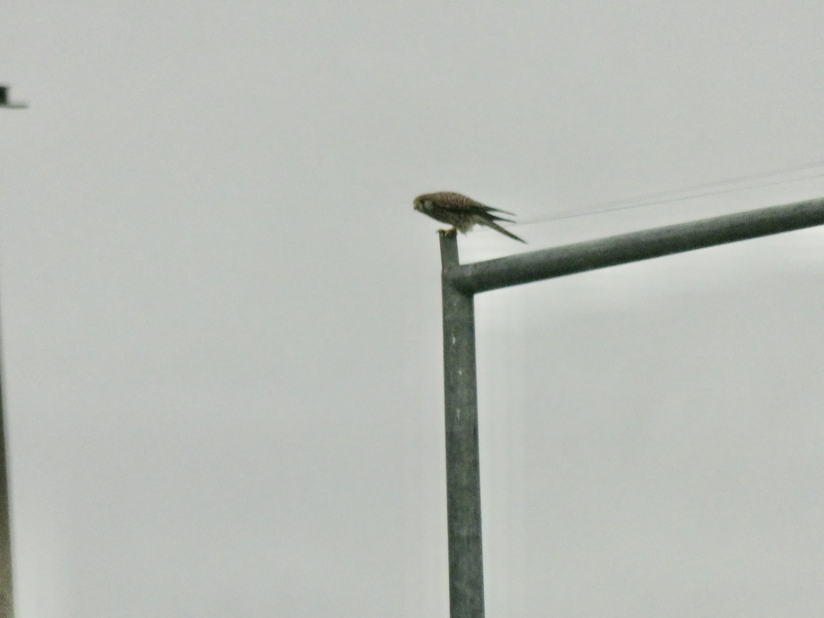Eurasian Kestrel - ML645030313