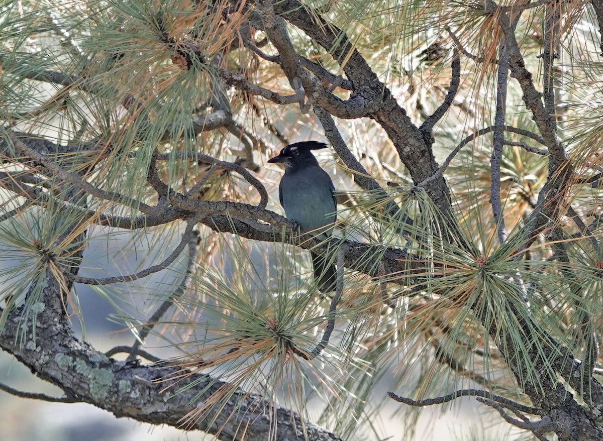 Steller Kargası - ML645030319