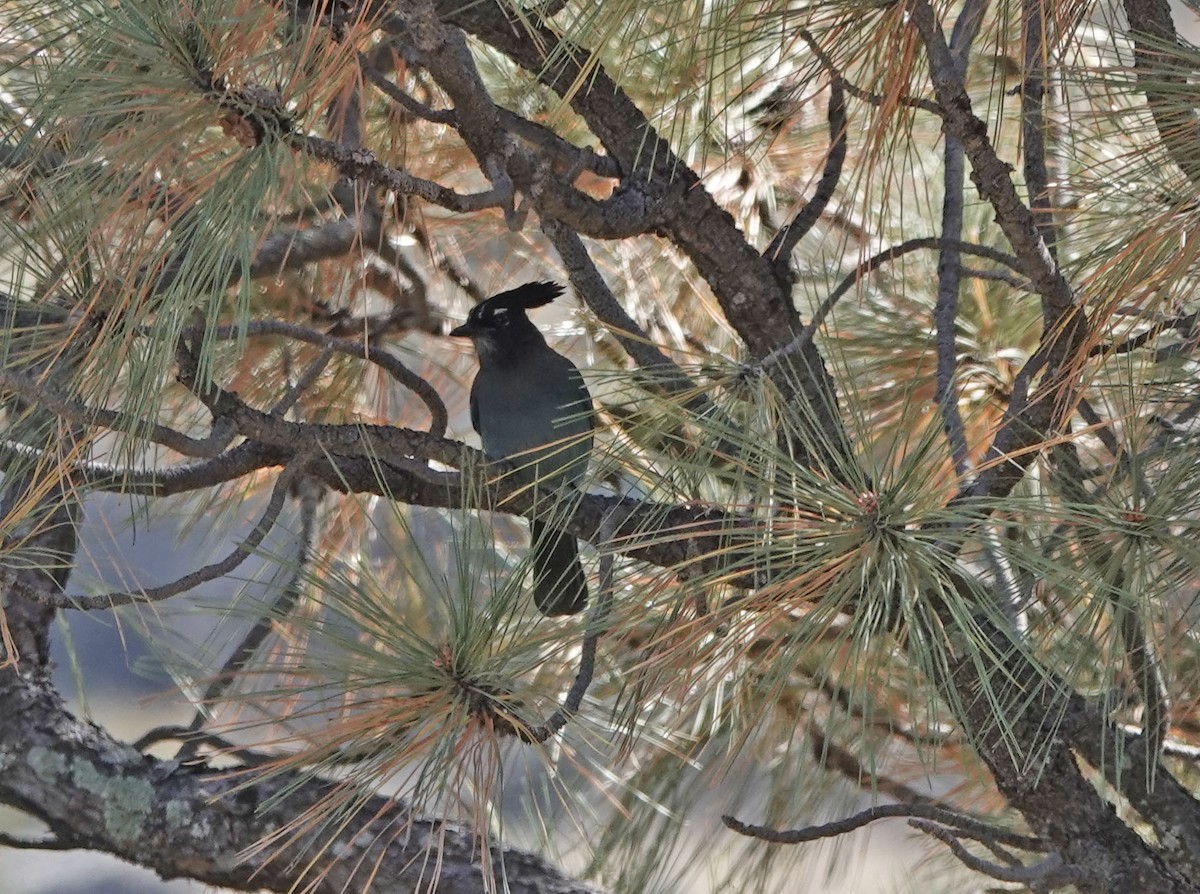 Steller Kargası - ML645030320