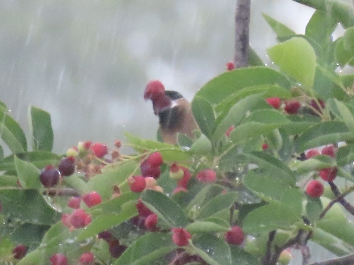 Sedir İpekkuyruğu - ML645030328