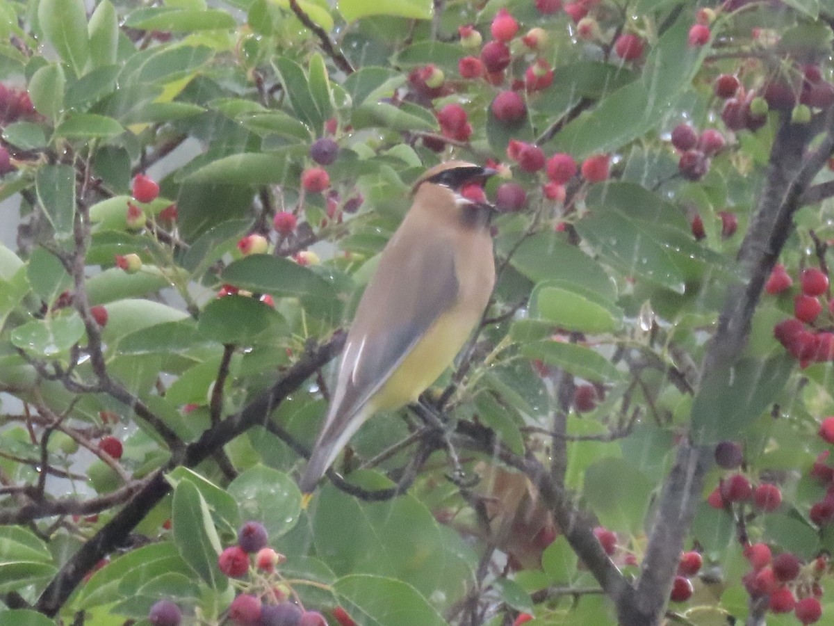 Sedir İpekkuyruğu - ML645030329