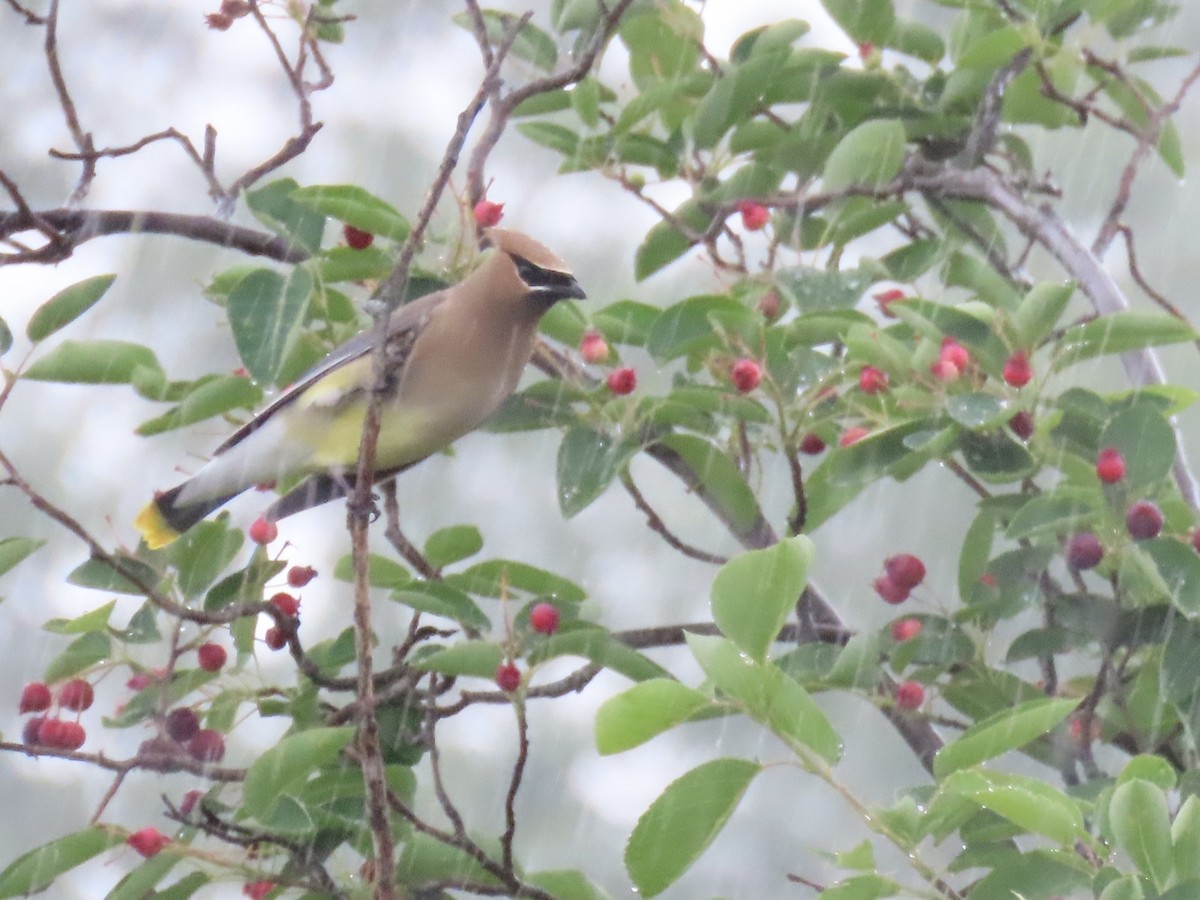 Sedir İpekkuyruğu - ML645030330