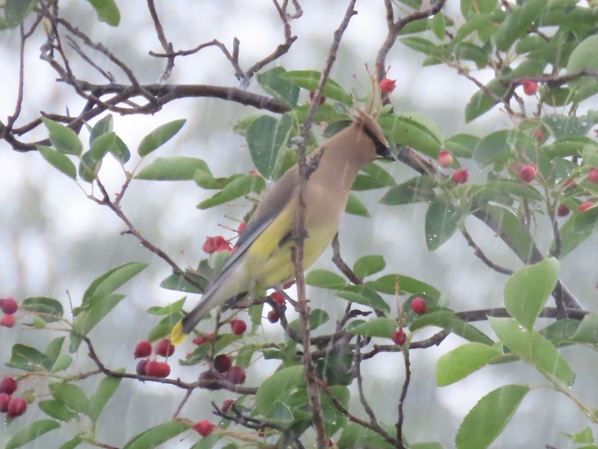 Sedir İpekkuyruğu - ML645030331