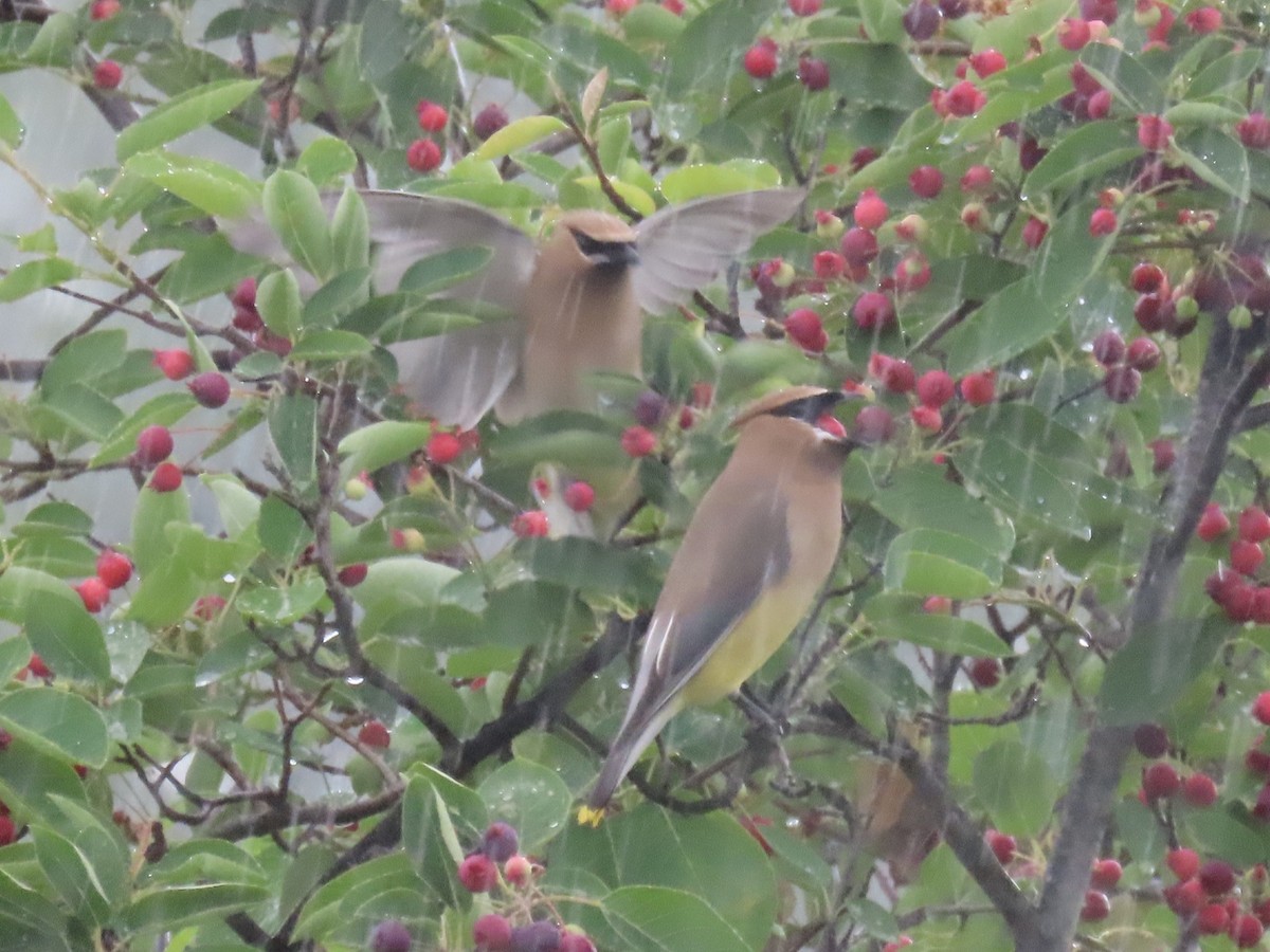 Sedir İpekkuyruğu - ML645030332