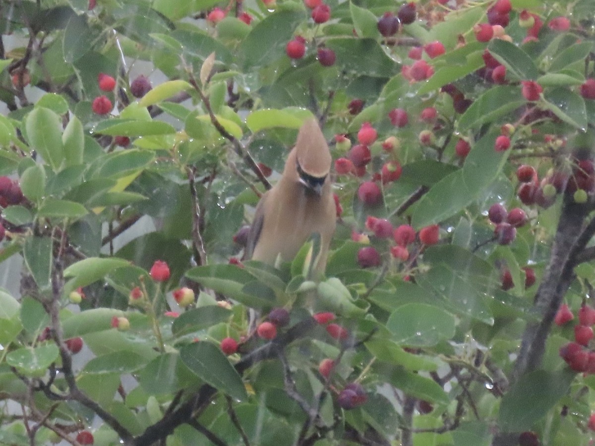 Sedir İpekkuyruğu - ML645030333