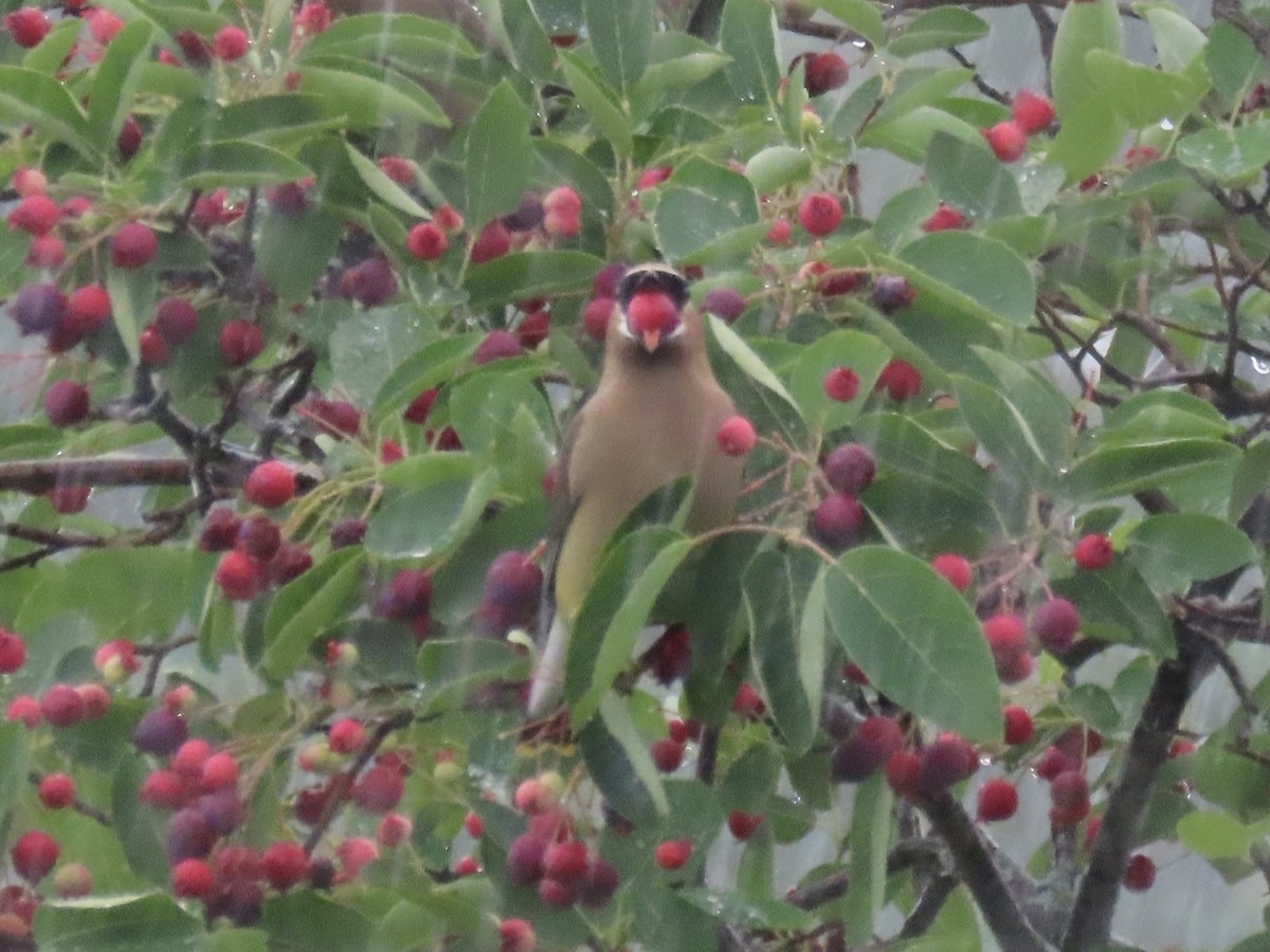 Sedir İpekkuyruğu - ML645030334