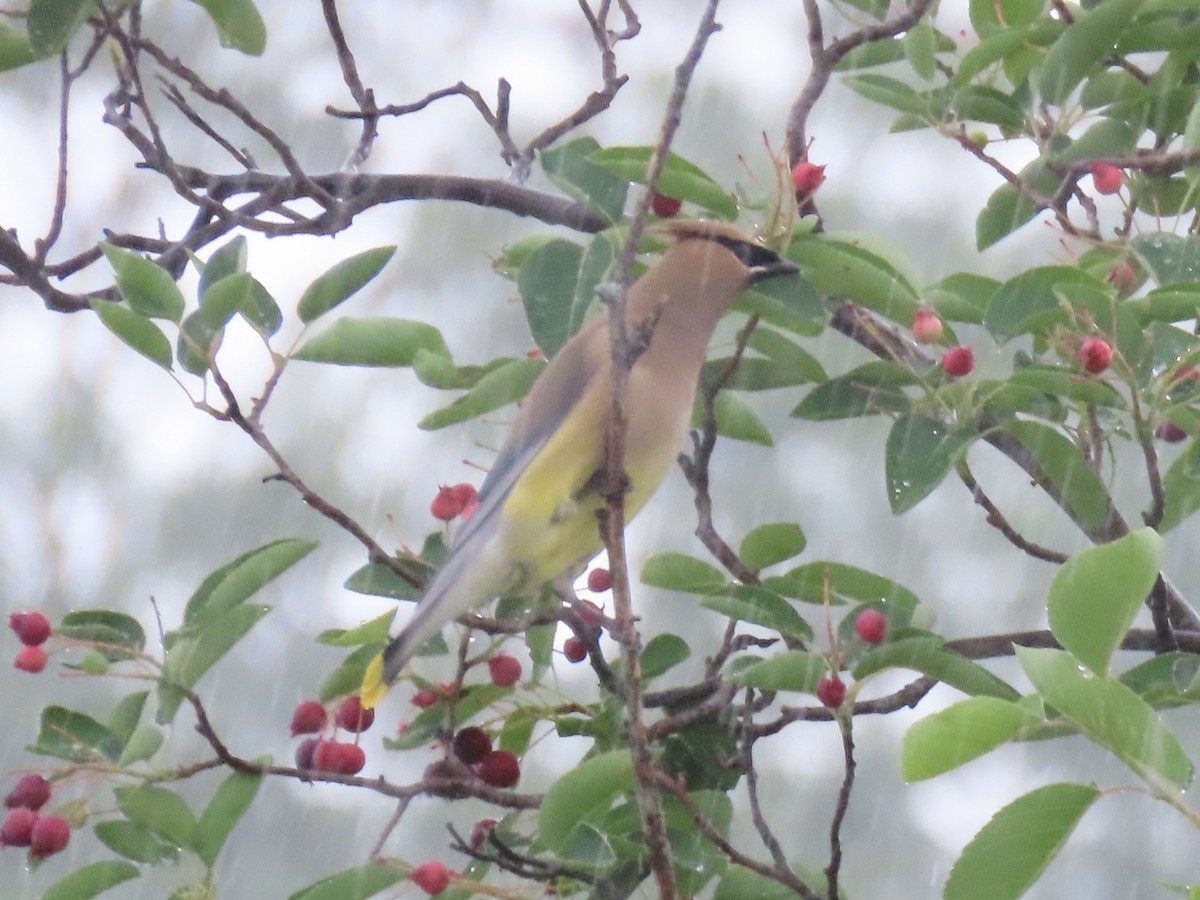 Sedir İpekkuyruğu - ML645030335